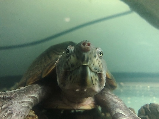 포토 JPG 해외이미지 동물 야생동물 백그라운드 캐나다 파충류 자연 생물 사람없음 물 반려동물 강 컬러풀 머리 미국 껍질 거북이 피부 눈금 생물학 육식 동물상 해외포토 자연요소 교육 컬러 북아메리카 신체부위 조형물 생태계 파일형식 이미지허브