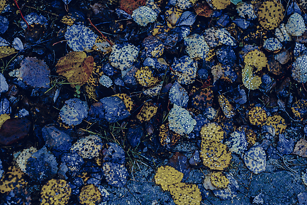 포토 JPG 해외이미지 나무 식물 계절 공원 길 백그라운드 단풍 잎 오렌지 자연 사람없음 야외 목재 빨간색 초록색 빛 컬러풀 햇빛 태양 뷰티 갈색 노란색 환경 맑음 활발 흰색 나뭇가지 황금 숲 9월 10월 내추럴 해외포토 자연요소 공공시설 컬러 컨셉 과일 재료 날씨 날짜 생태계 파일형식 이미지허브