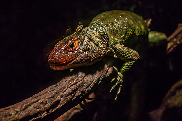 포토 JPG 해외이미지 동물 북아메리카 파충류 실내 동물원 사람없음 가로 컬러풀 미국 닫기 도마뱀 카피스페이스 해외포토 컬러 모션 아메리카 내부 공백 파일형식 이미지허브