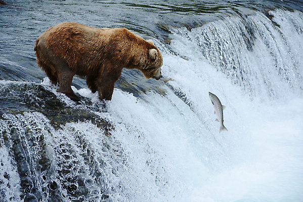 포토 JPG 해외이미지 주간 한마리 야생동물 곰 사람없음 야외 폭포 사냥 연어 해외포토 자연요소 동물 1 포유류 자연 어류 파일형식 이미지허브