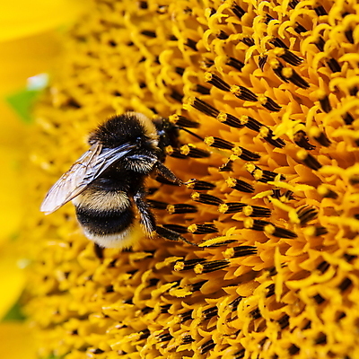 포토 JPG 해외이미지 주간 한마리 해바라기 근접촬영 사람없음 야외 아웃포커스 꽃술_꽃 해외포토 자연요소 1 꽃 뷰포인트 촬영기법 파일형식 이미지허브