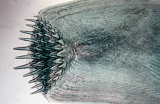 포토 JPG 해외이미지 저울 어류 사람없음 물 파란색 수영 회색 투명 가시 확대 절정 팁 해외포토 자연요소 컬러 수중동물 수상스포츠 파일형식 이미지허브
