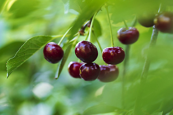 포토 JPG 해외이미지 나무 식물 계절 열매 음식 백그라운드 잎 농업 과일 자연 디저트 매달리기 건강 사람없음 야외 가로 빨간색 초록색 컬러풀 농장 정원 봄 성장 나뭇가지 시골 신선 체리 그룹 달콤 맛 과수원 다발 먹기 유기농 내추럴 숙성 많음 맛있는 해외포토 웰빙 산업 컬러 컨셉 모션 생태계 파일형식 이미지허브