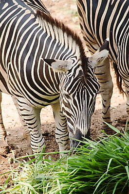 포토 JPG 해외이미지 나무 식물 동물 계절 공원 꽃 야생동물 음식 잎 포유류 모션 아프리카 자연 밥 산 사람없음 야외 초록색 물 강 뷰티 환경 봄 활발 폭포 흐름 개울 황무지 숲 얼룩말 암초 내추럴 강렬 블러 전국 해외포토 자연요소 공공시설 나라 컬러 컨셉 말_동물 생태계 파일형식 이미지허브