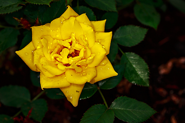 포토 JPG 해외이미지 꽃 산업 농업 자연 사람없음 야외 가로 컬러풀 한개 장미 봄 닫기 원예 카피스페이스 해외포토 식물 1 계절 컬러 모션 취미 공백 생태계 파일형식 이미지허브