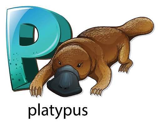 EPS 해외이미지 동물 알파벳 교육 백그라운드 일러스트 포유류 학교 발 털 그래픽 파란색 갈색 라벨 흰색 플랫 편지 그림 꼬리 물갈퀴 계산서 고립 스타일 해외일러스트 영어 컬러 프레임 신체부위 파일형식 벡터 이미지허브