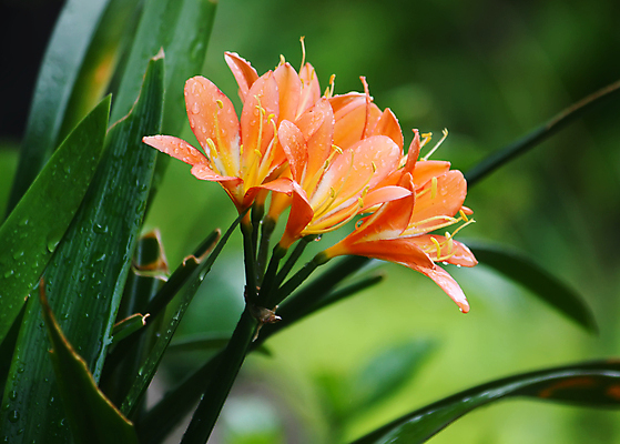 포토 JPG 해외이미지 식물 꽃잎 꽃 음식 줄기 백그라운드 컨셉 잎 꽃무늬 패턴 오렌지 자연 생물 아이디어 사람없음 빨간색 초록색 뷰티 노란색 머리 봄 시간 호랑이 자르기 오브젝트 싱글 리빙 영원 이국적 부족함 해외포토 계절 컬러 무늬 과일 포유류 모션 신체부위 생태계 파일형식 이미지허브