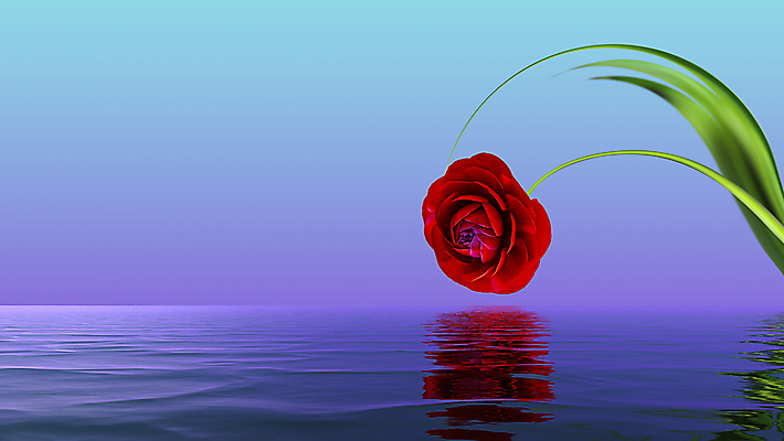 포토 JPG 해외이미지 식물 디자인 꽃 백그라운드 벽지 추상 미술 사람없음 빨간색 물 파란색 반사 튤립 수면 엽서 해외포토 자연요소 컬러 무늬 문화예술 편지 파일형식 이미지허브