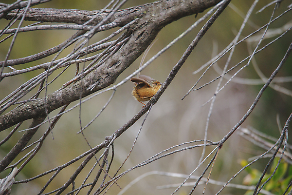 포토 JPG 해외이미지 나무 동물 공원 야생동물 백그라운드 오렌지 자연 조류 사람없음 빨간색 초록색 컬러풀 봄 흰색 나뭇가지 막대기 호주 작음 가슴 깃털 부리 남쪽 내추럴 삼림지대 전국 해외포토 식물 계절 공공시설 컬러 과일 신체부위 오세아니아 숲 크기 방향 생태계 파일형식 이미지허브