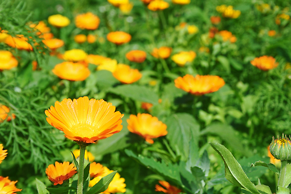 포토 JPG 해외이미지 식물 계절 꽃잎 꽃 잎 겨울 밭 오렌지 자연 초원 사람없음 야외 초록색 여름 노란색 정원 벚꽃 개화 선택 약초 내추럴 금잔화 치료제 전경 해외포토 컬러 컨셉 농업 과일 풍경 약 풀_식물 생태계 파일형식 탑뷰 이미지허브