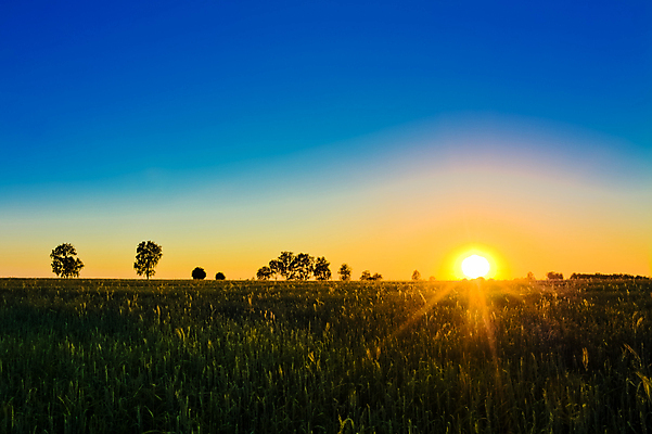 포토 JPG 해외이미지 나무 식물 계절 공원 백그라운드 밭 농업 자연 하늘 날씨 옥수수 풍경 초원 사람없음 야외 빨간색 초록색 여름 파란색 빛 세계 태양 농장 농경지 노란색 평화 우주 일출 환경 일몰 봄 에너지 자유 성장 시골 숲 땅 밀 유기농 장면 내추럴 해외포토 자연요소 웰빙 공공시설 산업 컬러 컨셉 곡류 노을 생태계 파일형식 이미지허브