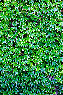 포토 JPG 해외이미지 나무 식물 계절 공원 벽 백그라운드 잎 패턴 자연 사람없음 야외 장식 초록색 빛 컬러풀 햇빛 환경 정원 맑음 봄 활발 성장 나뭇가지 신선 숲 묘사 질감 포도나무 내추럴 생태학 해외포토 공공시설 교육 컬러 컨셉 무늬 날씨 태양 과일나무 생태계 파일형식 이미지허브