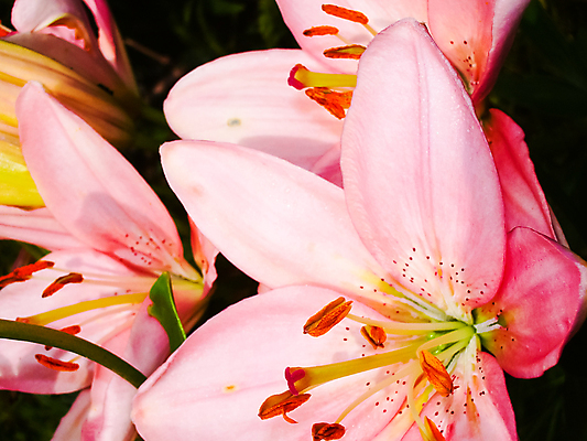 포토 JPG 해외이미지 식물 계절 꽃잎 꽃 꽃다발 백그라운드 잎 꽃무늬 밭 오렌지 자연 추상 국화 사람없음 장식 빨간색 초록색 여름 컬러풀 뷰티 노란색 정원 봄 성장 벚꽃 흰색 축하 신선 개화 숲 제비꽃 묘사 장면 부드러움 내추럴 블러 영원 해외포토 컬러 컨셉 무늬 농업 과일 감각 생태계 파일형식 이미지허브