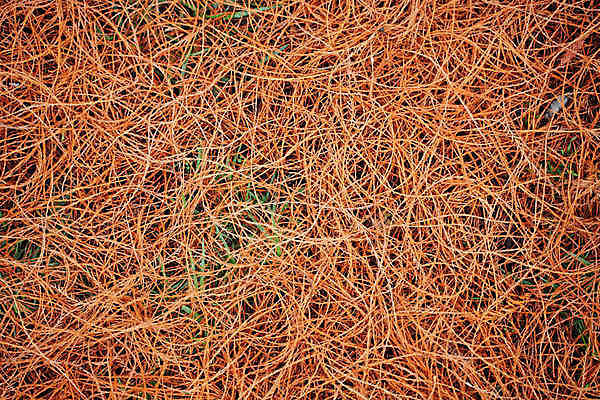 포토 JPG 해외이미지 식물 계절 공원 백그라운드 잎 패턴 오렌지 자연 사람없음 야외 컬러풀 황금 떨어짐 숲 작음 유기농 10월 내추럴 광합성 땅바닥 벌거벗은 얇은 컬링 해외포토 웰빙 공공시설 컬러 컨셉 무늬 과일 겨울스포츠 바닥 날짜 크기 생태계 파일형식 이미지허브