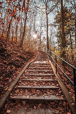 포토 JPG 해외이미지 나무 배너 계절 공원 실루엣 백그라운드 잎 자연 사람없음 태양 계단 숲 해외포토 자연요소 식물 공공시설 촬영기법 생태계 파일형식 이미지허브