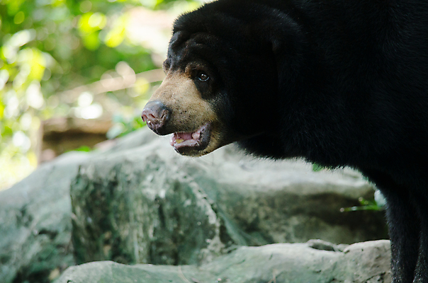 포토 JPG 해외이미지 나무 동물 아시아 야생동물 새끼 잎 곰 포유류 자연 산 종류 사람없음 야외 검은색 힘 하이킹 젖음 황무지 위험 큼 산등성이 암초 멸종 서식지 해외포토 식물 나라 컬러 컨셉 레저 크기 생태계 파일형식 이미지허브