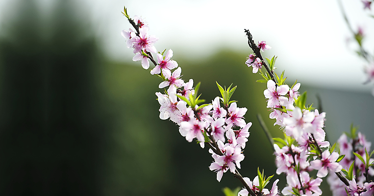 포토 JPG 해외이미지 식물 꽃잎 꽃 분홍색 잎 꽃무늬 자연 사람없음 봄 벚꽃 나뭇가지 해외포토 나무 계절 컬러 무늬 생태계 파일형식 이미지허브