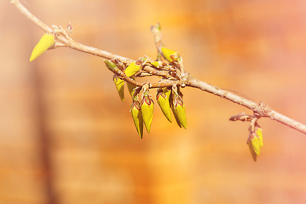 포토 JPG 해외이미지 나무 식물 계절 꽃잎 꽃 백그라운드 잎 꽃무늬 자연 사람없음 야외 아웃포커스 초록색 노란색 정원 봄 성장 벚꽃 나뭇가지 신선 소프트포커스 4월 식물원 생태학 카피스페이스 해외포토 교육 컬러 무늬 촬영기법 공백 날짜 생태계 파일형식 이미지허브