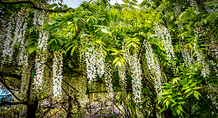 포토 JPG 해외이미지 나무 식물 꽃 호수 사람없음 초록색 물 정원 연못 해외포토 자연요소 컬러 파일형식 이미지허브