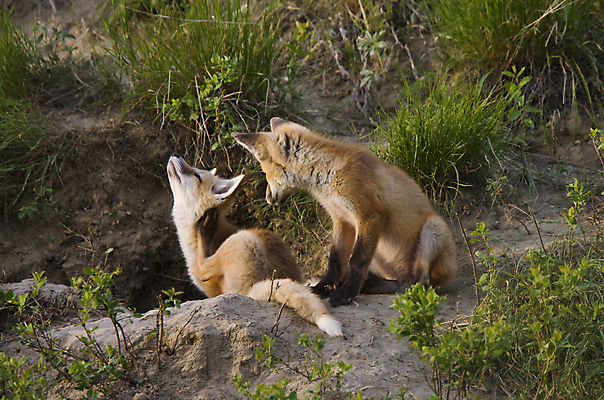 포토 JPG 해외이미지 주간 야생동물 두마리 앉기 사람없음 야외 여우 긁기 해외포토 자연요소 동물 2 포유류 모션 파일형식 이미지허브