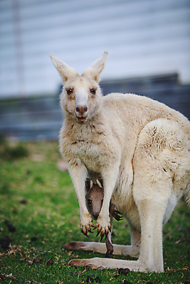 포토 JPG 해외이미지 동물 야생동물 백그라운드 포유류 자연 휴식 털 따뜻함 동물원 사람없음 야외 회색 흰색 아기 잠 호주 꼬리 위치 캥거루 동쪽 동물상 해외포토 컬러 컨셉 사람 조형물 오세아니아 방향 생태계 파일형식 이미지허브