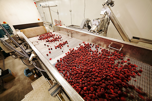 포토 JPG 해외이미지 공장 사람없음 냉동 기계 제조 산딸기 일렬 분류 식품공장 냉동식품 해외포토 음식 과일 공업 파일형식 이미지허브