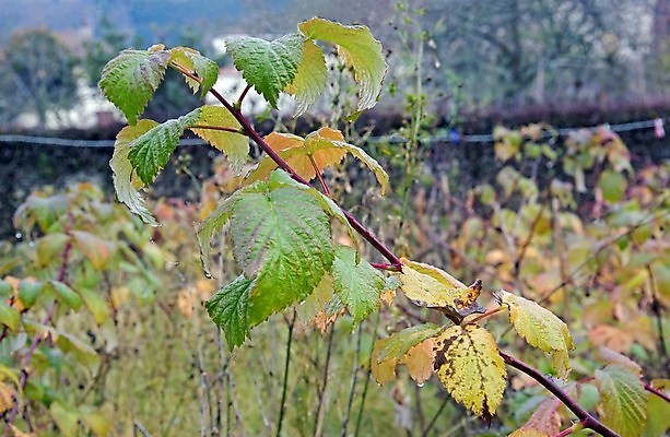 포토 JPG 해외이미지 계절 잎 과일 자연 사람없음 정원 습기 젖음 가을 떨어짐 이슬 산딸기 해외포토 식물 컨셉 생태계 파일형식 이미지허브