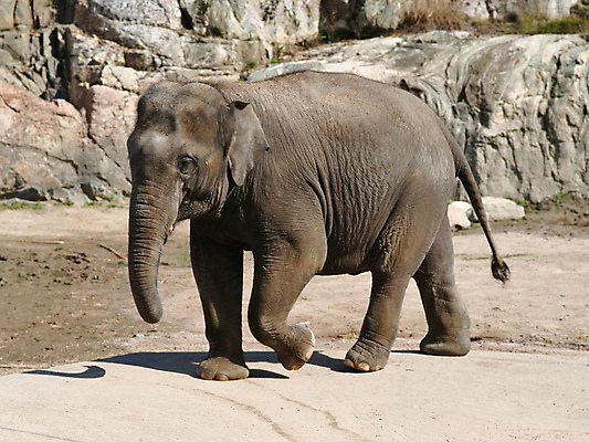 포토 JPG 해외이미지 동물 1 공원 야생동물 포유류 아프리카 코끼리 동물원 사람없음 야외 걷기 환경 힘 산책 회색 황무지 군중 큼 사파리 싱글 사바나 전국 힘찬 해외포토 공공시설 나라 컬러 컨셉 모션 휴식 사람 크기 파일형식 이미지허브