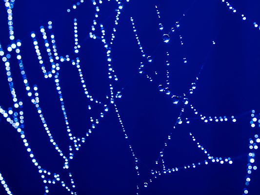 포토 JPG 해외이미지 디자인 줄 곤충 패턴 목걸이 자연 아침 전등 사람없음 물 파란색 빛 반사 웹 어둠 안개 물방울 잡기 원형 그물 네트워크 실 선택 소프트포커스 이슬 연결 위험 무서움 크리스탈 보석 실크 거미줄 질감 다이아몬드 거미 올가미 내추럴 고립 복잡 해외포토 주간 자연요소 도형 동물 감정 컬러 컨셉 무늬 인터넷 장신구 모션 날씨 조명 촬영기법 직물 광석 생태계 파일형식 이미지허브