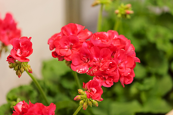 포토 JPG 해외이미지 식물 꽃 백그라운드 잎 자연 사람없음 장식 빨간색 초록색 머리 정원 맑음 봄 벚꽃 신선 개화 닫기 냄비 묘사 진홍색 제라늄 해외포토 계절 컬러 모션 날씨 신체부위 솥 생태계 파일형식 이미지허브