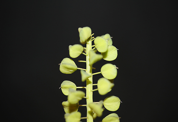 포토 JPG 해외이미지 모양 식물 계절 기념일 꽃 꽃다발 백그라운드 꽃무늬 자연 벽지 부활절 사람없음 장식 초록색 파란색 컬러풀 뷰티 귀여움 봄 들꽃 성장 벚꽃 시골 신선 생일 개화 다발 심볼 원예 엽서 내추럴 블루벨 옛날 히아신스 해외포토 컬러 컨셉 무늬 이벤트 취미 편지 생태계 파일형식 이미지허브