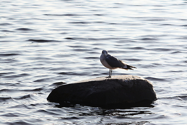 포토 JPG 해외이미지 동물 야생동물 모래 바다 갈매기 조류 사람없음 물 라트비아 해외포토 자연요소 북유럽 파일형식 이미지허브