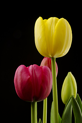 포토 JPG 해외이미지 식물 꽃잎 꽃 꽃다발 꽃무늬 자연 부활절 선물 사랑 사람없음 장식 빨간색 초록색 컬러풀 뷰티 노란색 정원 봄 튤립 벚꽃 신선 다발 배열 강렬 고립 해외포토 계절 기념일 감정 컬러 무늬 생태계 파일형식 이미지허브