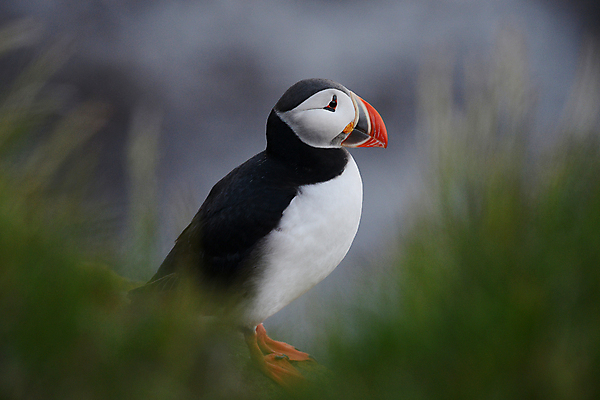 포토 JPG 해외이미지 주간 한마리 조류 사람없음 야외 아웃포커스 소프트포커스 퍼핀 해외포토 자연요소 동물 1 촬영기법 파일형식 이미지허브