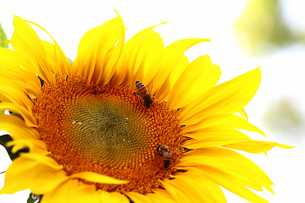 포토 JPG 해외이미지 주간 두마리 해바라기 근접촬영 사람없음 야외 아웃포커스 해외포토 자연요소 꽃 뷰포인트 2 촬영기법 파일형식 이미지허브