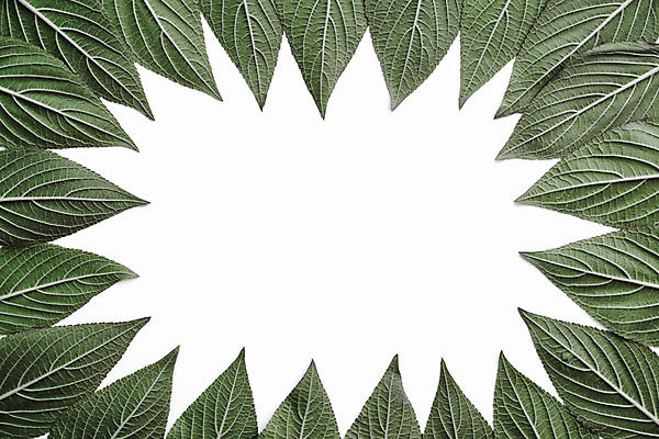 포토 JPG 해외이미지 나무 디자인 백그라운드 컨셉 잎 자연 벽지 프레임 사람없음 초록색 평화 정원 흰색 발표 닫기 숲 신비 명상 질감 초대 공상 내추럴 해외포토 식물 컬러 모션 생태계 파일형식 이미지허브