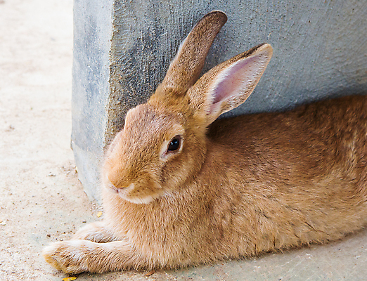 포토 JPG 해외이미지 동물 디자인 백그라운드 컨셉 포유류 자연 부활절 털 사람 사람없음 목재 초록색 물 반려동물 상자 뷰티 농장 가축 흰색 아기 토끼 잠 그룹 닫기 달콤 볏짚 설치류 작음 귀 부드러움 철사 새장 솜털 내추럴 기르기 해외포토 자연요소 나무 기념일 컬러 농업 재료 모션 신체부위 감각 맛 짚 크기 생태계 돌봄 케이지 파일형식 이미지허브