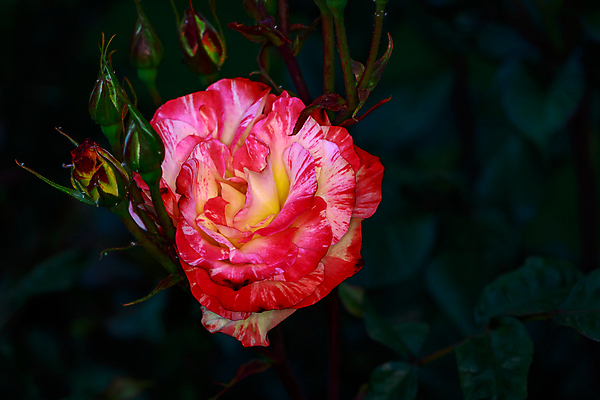 포토 JPG 해외이미지 꽃 산업 농업 자연 사람없음 야외 가로 컬러풀 한개 장미 봄 닫기 원예 카피스페이스 해외포토 식물 1 계절 컬러 모션 취미 공백 생태계 파일형식 이미지허브