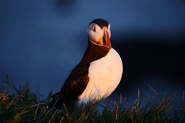 포토 JPG 해외이미지 주간 한마리 조류 사람없음 야외 아웃포커스 퍼핀 해외포토 자연요소 동물 1 촬영기법 파일형식 이미지허브