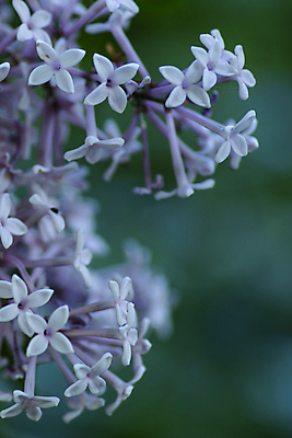 포토 JPG 해외이미지 식물 디자인 계절 꽃잎 꽃 분홍색 꽃다발 백그라운드 잎 꽃무늬 자연 추상 부활절 선물 사람없음 야외 장식 초록색 여름 뷰티 우주 정원 보라색 봄 벚꽃 흰색 나뭇가지 개화 편안함 5월 다발 배열 제비꽃 향기 라일락 내추럴 고립 엘리먼트 해외포토 나무 기념일 컬러 무늬 감각 날짜 생태계 냄새 파일형식 이미지허브