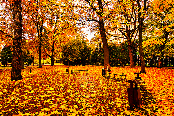 포토 JPG 해외이미지 주간 공원 단풍 낙엽 벤치 단풍나무 사람없음 야외 주황색 해외포토 자연요소 나무 공공시설 컬러 잎 의자 파일형식 이미지허브