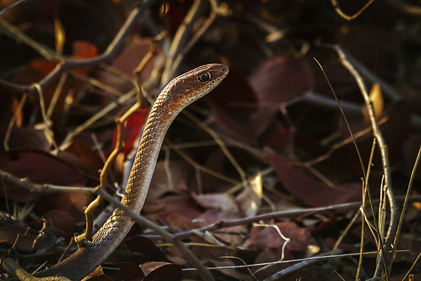 포토 JPG 해외이미지 동물 야생동물 파충류 아프리카 자연 국립공원 사람없음 가로 머리 뱀 황무지 보호 사파리 남아프리카 보츠와나 보호구역 해외포토 공원 나라 컨셉 신체부위 생태계 구역 파일형식 이미지허브