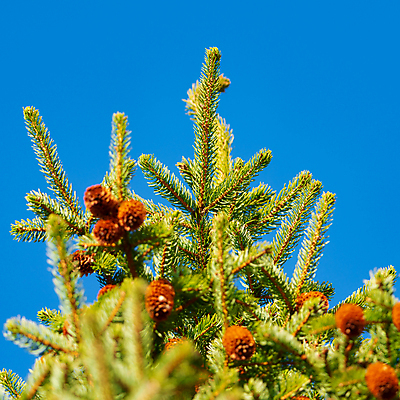 포토 JPG 해외이미지 나무 식물 공원 백그라운드 크리스마스 겨울 자연 하늘 휴가 새로움 새해 사람없음 장식 초록색 파란색 크리스마스트리 축제 나뭇가지 축하 소나무 소프트포커스 숲 12월 연도 정사각형 솔방울 해피뉴이어 상록수 전나무 원뿔 내추럴 삼나무 크리스마스이브 가문비나무 해외포토 도형 계절 공공시설 기념일 컬러 컨셉 촬영기법 새해인사 날짜 생태계 파일형식 이미지허브