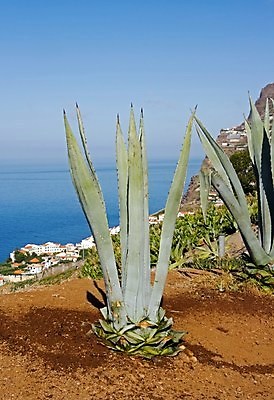 포토 JPG 해외이미지 식물 바다 섬 건조 사람없음 와인 알로에 맛있는 해외포토 주류 파일형식 이미지허브