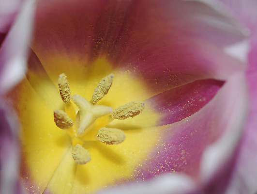 포토 JPG 해외이미지 식물 계절 여자 꽃잎 꽃 분홍색 꽃다발 꽃무늬 자연 엄마 추상 실내 선물 사랑 사람없음 야외 가로 빨간색 빛 컬러풀 뷰티 노란색 우주 정원 봄 낭만 튤립 벚꽃 인사 신선 닫기 다발 묘사 오브젝트 엽서 꽃가루 부드러움 내추럴 꽃수술 해외포토 감정 컬러 컨셉 무늬 가족 모션 사람 내부 예절 감각 가루 편지 생태계 파일형식 이미지허브