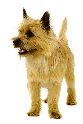 포토 JPG 해외이미지 동물 1 응시 행복 백그라운드 포유류 서기 사람없음 반려동물 갈색 흰색 표현 개 달콤 강아지 작음 요크셔테리어 테리어 만족 싱글 무릎 부드러움 노려봄 송곳니 경보 고립 기르기 돌무덤 동반자 천진난만 충실 해외포토 시선 감정 컬러 컨셉 모션 표정 신체부위 무덤 감각 맛 치아 크기 돌봄 파일형식 이미지허브