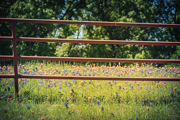 포토 JPG 해외이미지 식물 꽃잎 꽃 꽃무늬 밭 오렌지 자연 풍경 초원 사람없음 야외 빨간색 초록색 울타리 컬러풀 노란색 평화 정원 보라색 미국 침묵 봄 목장 활발 들꽃 벚꽃 시골 개화 인도인 언덕 페인트붓 철사 철조망 보닛 내추럴 텍사스 해외포토 외국인 계절 컬러 컨셉 북아메리카 무늬 농업 과일 자동차 동양인 담장 소리 붓 생태계 파일형식 이미지허브