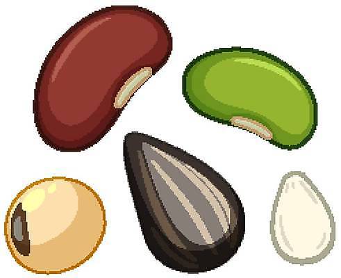 EPS 해외이미지 클립아트 식물 디자인 음식 백그라운드 채소 일러스트 재료 자연 콩 프레임 건강 미술 씨앗 그래픽 공백 신선 닫기 만화 밀 먹기 심볼 오브젝트 사인 그림 유기농 완두콩 서명 내추럴 고립 단백질 식용 엘리먼트 채식주의자 해외일러스트 웰빙 모션 문화예술 곡류 생태계 채식 영양소 파일형식 벡터 이미지허브