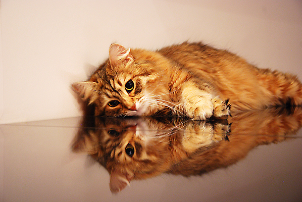 포토 JPG 해외이미지 동물 응시 공원 백그라운드 포유류 발 자연 놀이 수염 주택 털 따뜻함 사람없음 야외 빨간색 파란색 반려동물 노란색 귀여움 점프 고양이 줄무늬 회색 흰색 닫기 작음 모피 꼬리 솜털 발톱 해외포토 시선 공공시설 컬러 컨셉 무늬 모션 건물 신체부위 크기 생태계 파일형식 이미지허브