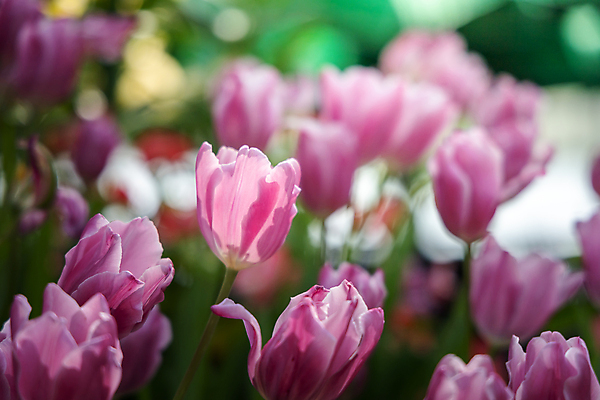 포토 JPG 해외이미지 식물 계절 공원 꽃잎 꽃 줄기 분홍색 꽃다발 백그라운드 잎 꽃무늬 밭 자연 초원 사람없음 빨간색 초록색 여름 파란색 빛 컬러풀 햇빛 태양 노란색 정원 맑음 봄 활발 들꽃 튤립 벚꽃 광선 흰색 전원 시골 신선 개화 우아함 내추럴 고립 해외포토 자연요소 공공시설 컬러 컨셉 무늬 농업 날씨 전기에너지 생태계 파일형식 이미지허브